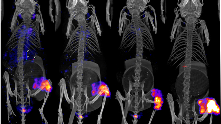 SPECT/CT-bilder av möss med tumörupptag av Lutetium-177 vid olika tidpunkter efter injektion.png